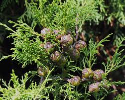 Image result for Cupressus torulosa