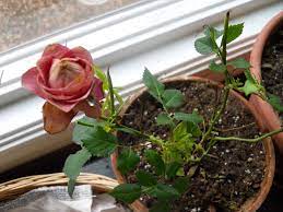 The pruning is easy and they are much tougher than they look. 13 Tips To Grow Miniature Roses Inside Gardening Charlotte