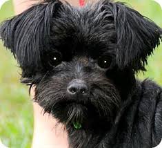 Welcome to our puppies for sale in pa page! Wakefield Ri Poodle Toy Or Tea Cup Meet Boo Our Tiny Yorkie Poo A Pet For Adoption