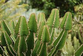 Image result for Euphorbia cooperi
