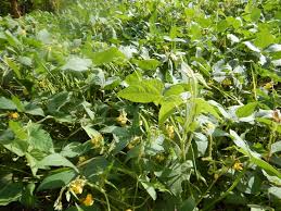 Image result for Vigna umbellata
