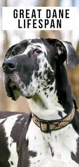 A lucky few reach the ripe old age of 12, but these dogs require proper senior dog care. Great Dane Lifespan Are They Always A Short Lived Breed
