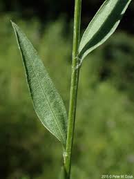 Image result for Centaurea praecox