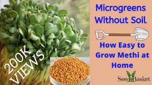 Grow them all year round, anywhere at your home! How To Grow Microgreens Methi Fenugreek At Home Without Soil Microgreens Soil Less Seedbasket Youtube Growing Microgreens Microgreens Planting Vegetables