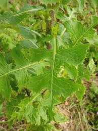 Image result for Lactuca ugandensis