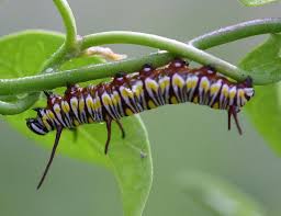 Image result for Gomphocarpus semilunatus