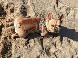 We did not find results for: Young French Bulldog Male Lying Down On Sofa With His Paper Shredded Background Stock Photo Image Of Love Adorable 134408308