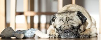 How much more would you enjoy your own holiday knowing your dog was being. Kennels Vs Home Boarding Pet Pages