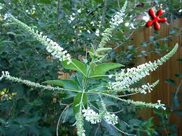 We did not find results for: For Your Garden Aloysia Virgata Sweet Almond Bush Sold At Zone 9 Tropicals