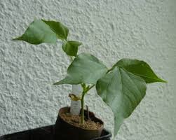 Image result for Dolichos kilimandscharicus