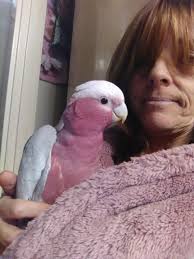 Katniss is the most affectionate little bird. Nothing like her big brother  Khaos.