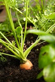 Vigoro 1 cu ft garden soil 50150147 the home depot. Creating Rich Organic Soil In Your Garden Better Homes Gardens