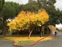 This species is planted as a street tree in temperate areas worldwide due to its attractive fruit and autumn foliage. Pistacia Chinensis Chinese Pistache Trees Of Stanford Environs