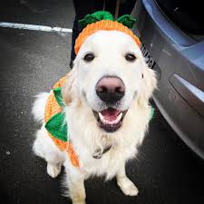 Happy Halloween from my little frenchiepine, Maui! 🤣❤️🎃