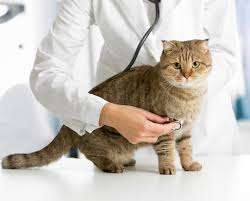 Veterinaire Saint Joseph 97480 Tous Voisins