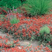 Ein garten ist ein abgegrenztes stück land, in dem pflanzen oder tiere vom menschen in kultur genommen und somit gepflegt (kultiviert) werden. Acaena Microphylla Kupferteppich Stachelnusschen Gartnerei Schwitter Ag Bodendecker Gartnerei Mediterraner Garten