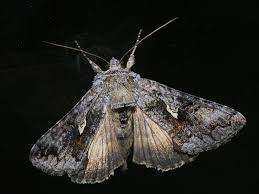 Image result for Syngrapha interrogationis