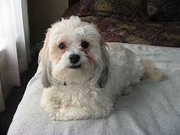 They are charming, delightful, and make excellent companions. Kiwi The Shih Tzu Mix Designer Dog Photo Gallery 13632
