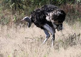 Image result for Struthiola montana