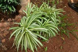 Propiedades De La Malamadre Plantas Jardineria Y Plantas Plantas Jardin Cuidado De Plantas