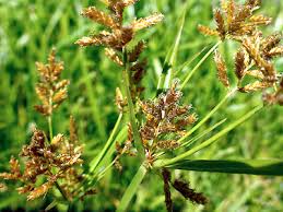 Image result for Cyperus nduru