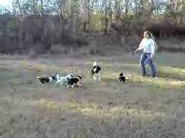 Border Collie Puppies Training At 8 Weeks Old Puppy Training Border Collie Puppy Training Puppies