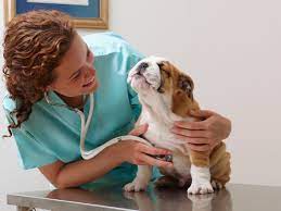 So might dogs who are overweight. Normal Temperature Heart And Respiratory Rates In Dogs