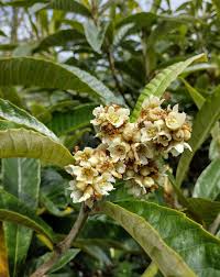 Image result for Eriobotrya