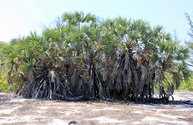 Image result for Hyphaene