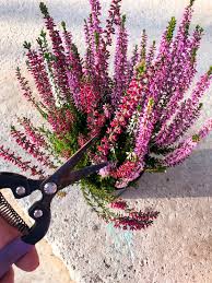 Check spelling or type a new query. 5 Tips To Rejuvenate Garden Heather Horticulture Co Uk