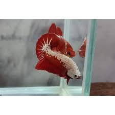Tercatat sampai saat ini terdapat lebih dari 73 jenis spesies dan hampir setengah dari total spesies ada di indonesia, semuanya berada pada genus. Cupang Betta Red Samurai Shopee Indonesia