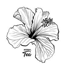 Hibiscus Flower Vector Images Over 15 000 950x950 free printable hibiscus coloring pages for kids. vectorstock