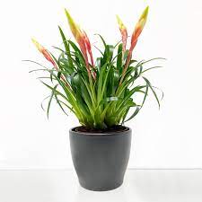 Bromeliad plant care is easy. Bromeliad Plant