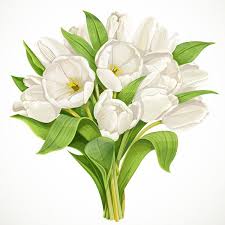 23+ gambar bunga yang indah dan cantik. ç™½è‰²éƒé‡'é¦™èŠ±æŸ Vector Flowers White Tulips Tulips Art