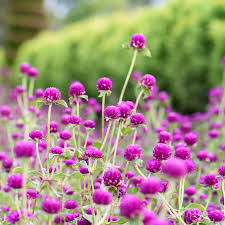 Image result for Gomphrena globosa