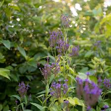 Missouri evening primrose has huge yellow flowers from late spring through the summer and attractive green foliage. Five Native Perennials That Thrive In Wet Or Moist Soil Ontario Native Plant Nursery Container Grown 705 466 6290