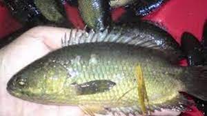 Olahan ini menjadikan daging ikan lebih memiliki cita rasa dan yang paling penting dagingnya mampu bertahan lebih lama. Gurih Tanpa Tanding Ikan Sungai Termahal Yang Diburu Pecinta Kuliner Banjarmasin Post