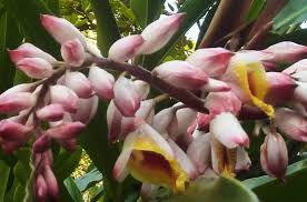 Check spelling or type a new query. Shell Ginger Boca De Dragon Alpinia Zerumbet This Perennial Ginger Species Grows Up To 3 M Tall And Bears Colo Ginger Flower Ginger Plant Torch Ginger Flower