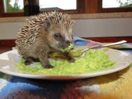 Hedgehog In Avocado Heaven Animal Eating Cute Animal Pictures Cute Animals