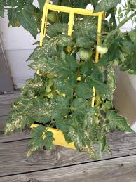 This list covers some of the largest onshore and offshore wind farms operating. What Could This Be Tomato Plant Looks Unhappy Helpfulgardener Com