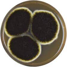 Strain cbs 513.88, an industrial enzymes producer 1; File Aspergillus Niger Meaox Png Wikimedia Commons