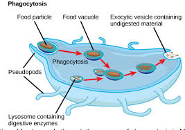 We did not find results for: The Effect Of Temperature On Food Vacuole Formation In Tetrahymena Thermophila Semantic Scholar