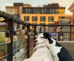 Animal shelter adopt a pet; Charlie S Crusaders Pet Rescue Charlie S Crusaders Pet Rescue