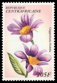 Image result for Clappertonia ficifolia