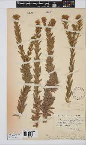 Image result for Schistostephium crataegifolium