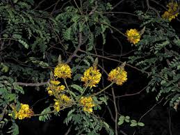 Image result for Caesalpinia ferrea
