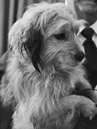 Maybe you would like to learn more about one of these? Benji Wikipedia