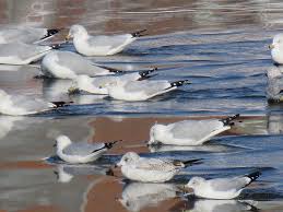 Image result for seagull