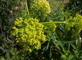 Image result for Pollichia campestris