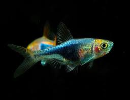 Please contact us at info@baybridgeaquarium.com to confirm immediately availability. Rasbora Harlequin Black Rasbora Arizona Aquatic Gardens
